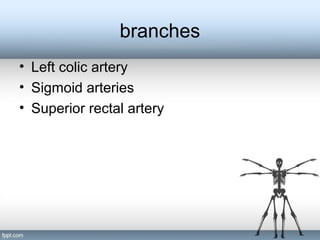branches
• Left colic artery
• Sigmoid arteries
• Superior rectal artery
 