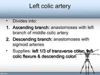 Left colic artery
• Divides into:
1.1. Ascending branch:Ascending branch: anastomoses with left
branch of middle colic artery
2.2. Descending branch:Descending branch: anastomoses with
sigmoid arteries
• Supplies: left 1/3 of transverse colon, leftleft 1/3 of transverse colon, left
colic flexure & descending coloncolic flexure & descending colon
 