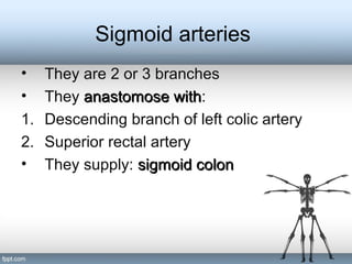 Sigmoid arteries
• They are 2 or 3 branches
• They anastomose withanastomose with:
1. Descending branch of left colic artery
2. Superior rectal artery
• They supply: sigmoid colonsigmoid colon
 