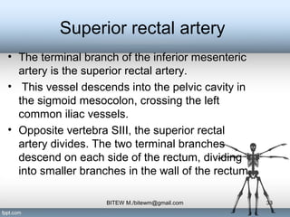 Superior rectal artery
• The terminal branch of the inferior mesenteric
artery is the superior rectal artery.
• This vessel descends into the pelvic cavity in
the sigmoid mesocolon, crossing the left
common iliac vessels.
• Opposite vertebra SIII, the superior rectal
artery divides. The two terminal branches
descend on each side of the rectum, dividing
into smaller branches in the wall of the rectum.
33BITEW M./bitewm@gmail.com
 
