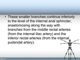• These smaller branches continue inferiorly
to the level of the internal anal sphincter,
anastomosing along the way with
branches from the middle rectal arteries
(from the internal iliac artery) and the
inferior rectal arteries (from the internal
pudendal artery).
 