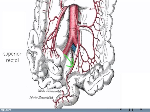 Anatomy superior Mesenteric artery | PPT