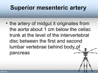 Superior mesenteric artery
• the artery of midgut it originates from
the aorta about 1 cm below the celiac
trunk at the level of the intervertebral
disc between the first and second
lumbar vertebrae behind body of
pancreas
 