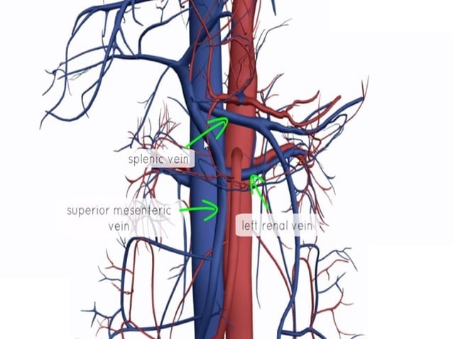 Anatomy superior Mesenteric artery | PPT