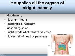 It supplies all the organs of
midgut, namely
• duodenum,
• jejunum, ileum
• appendix & Caecum
• ascending colon
• right two-third of transverse colon
• lower half of head of pancreas
 