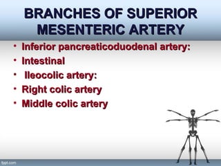 BRANCHES OF SUPERIORBRANCHES OF SUPERIOR
MESENTERIC ARTERYMESENTERIC ARTERY
• Inferior pancreaticoduodenal artery:Inferior pancreaticoduodenal artery:
• IntestinalIntestinal
• Ileocolic artery:Ileocolic artery:
• Right colic arteryRight colic artery
• Middle colic arteryMiddle colic artery
 