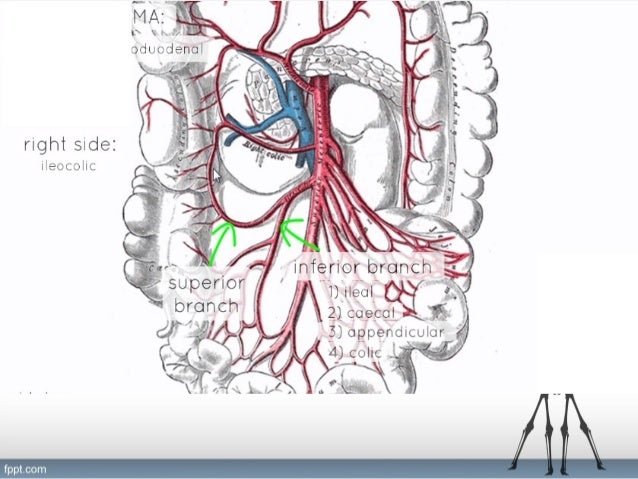 Anatomy Superior Mesenteric Artery Anatomy Superior Mesenteric Artery