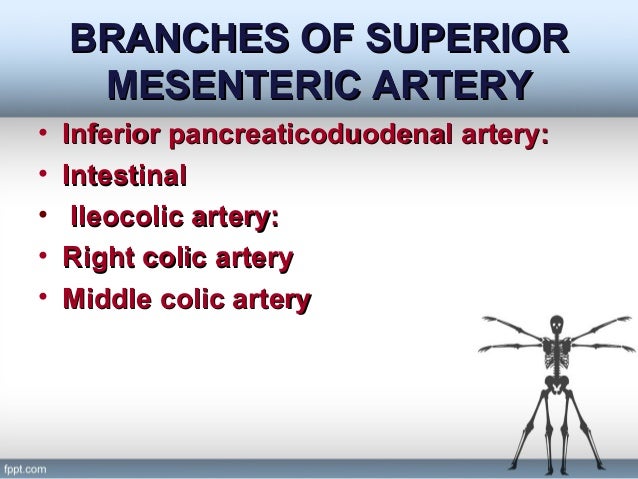 Anatomy Superior Mesenteric Artery Anatomy Superior Mesenteric Artery
