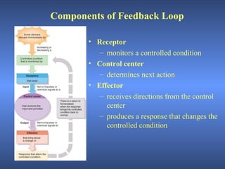 Components of Feedback Loop

       • Receptor
          – monitors a controlled condition
       • Control center
          – determines next action
       • Effector
          – receives directions from the control
            center
          – produces a response that changes the
            controlled condition
 