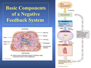 Basic Components
  of a Negative
Feedback System
 