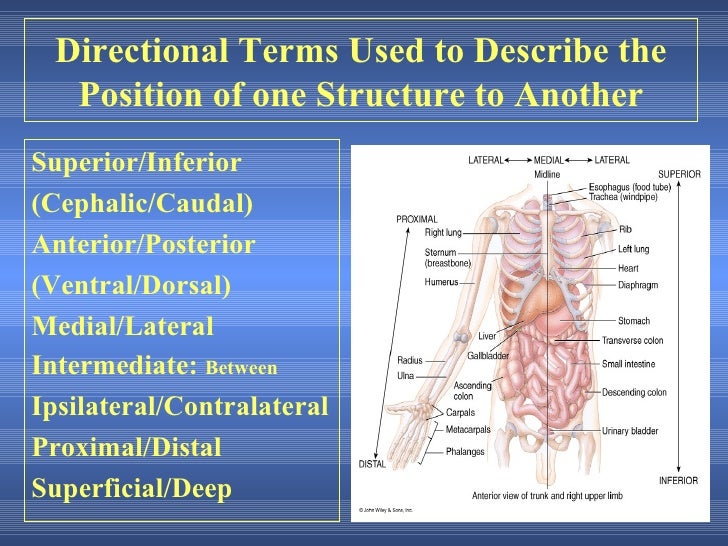 Anatomy terminology