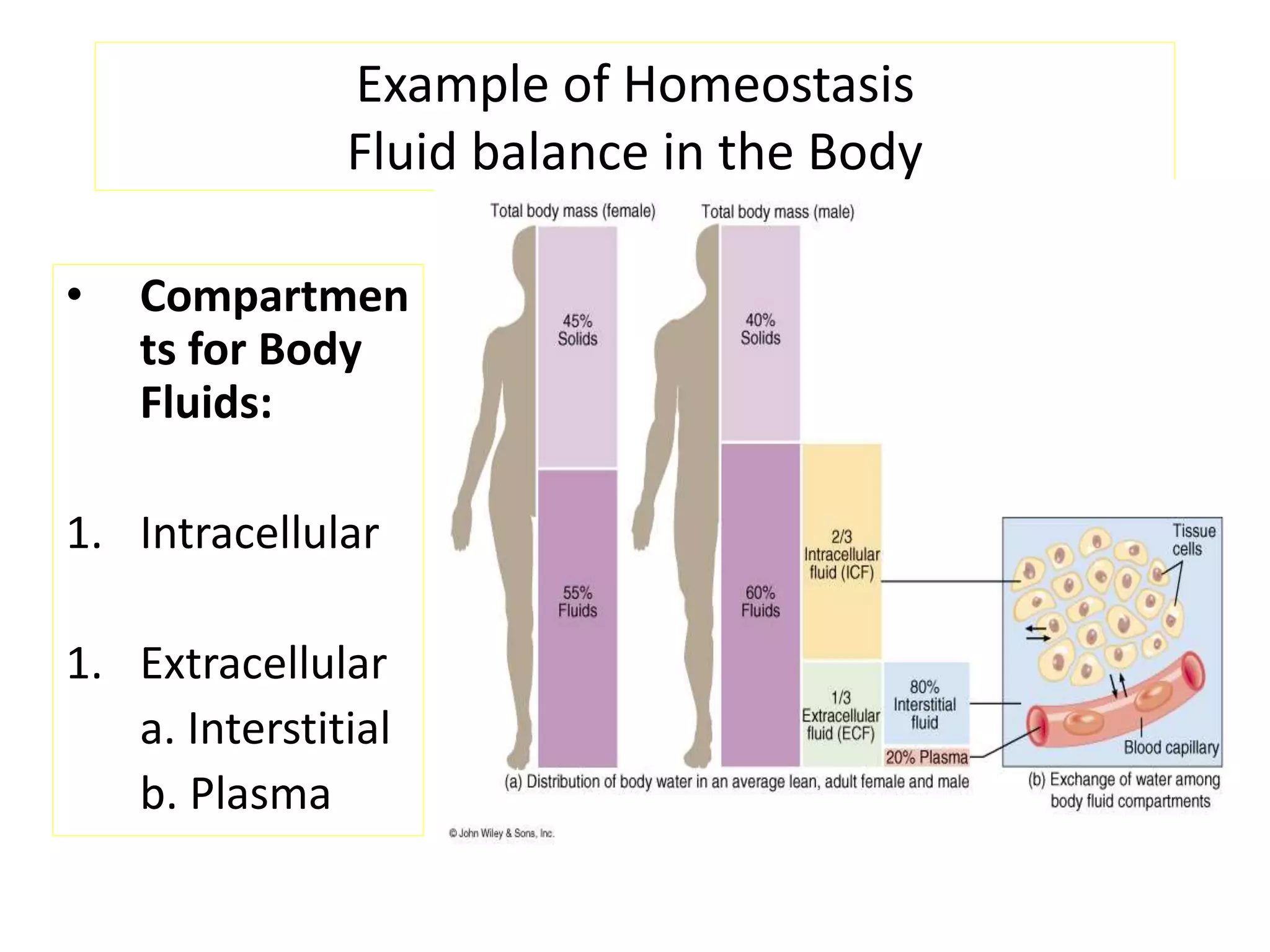 Example of Homeostasis
Fluid balance in the Body
• Compartmen
ts for Body
Fluids:
1. Intracellular
1. Extracellular
a. Interstitial
b. Plasma
 