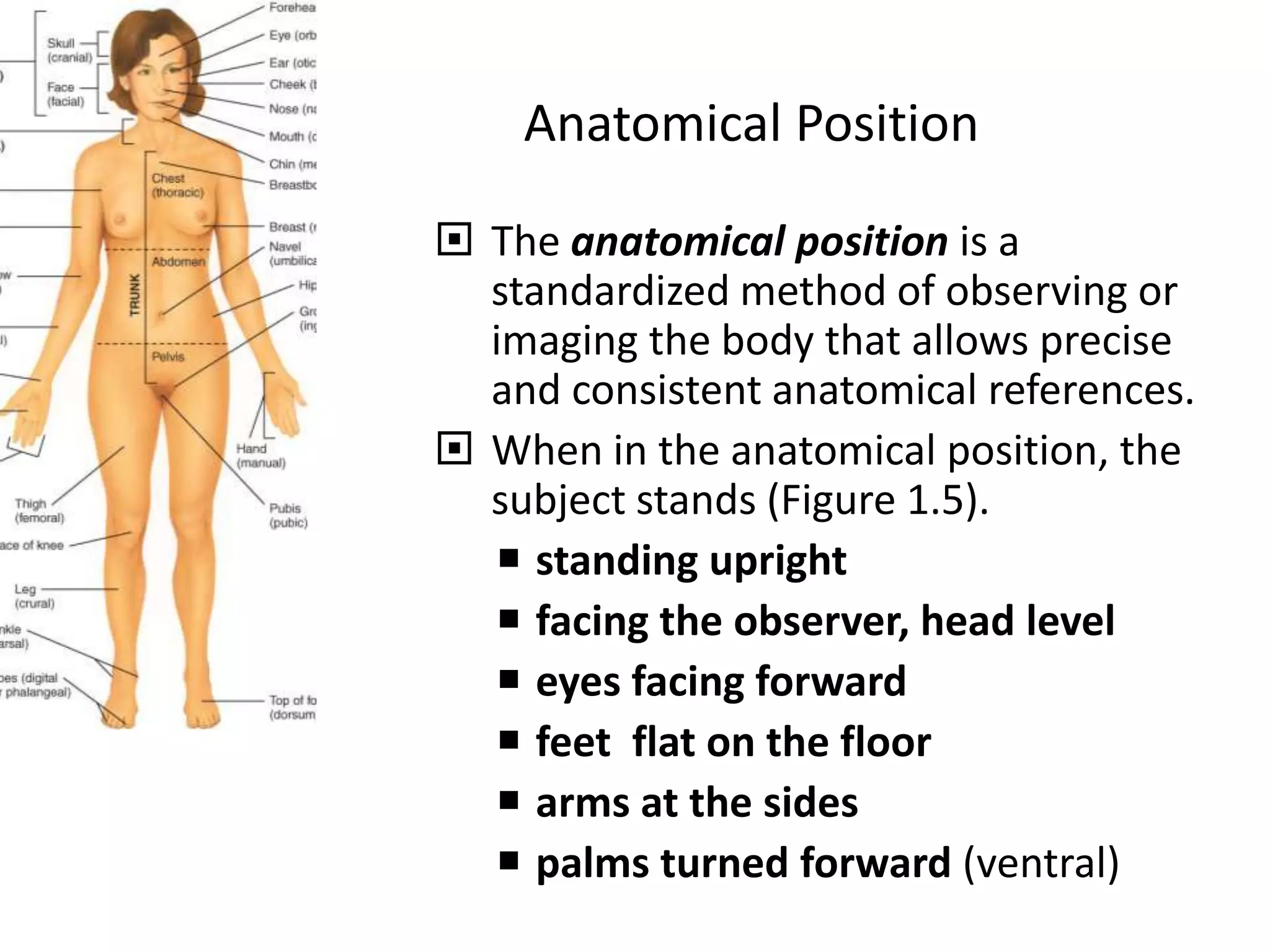 Anatomical Position
 The anatomical position is a
standardized method of observing or
imaging the body that allows precise
and consistent anatomical references.
 When in the anatomical position, the
subject stands (Figure 1.5).
 standing upright
 facing the observer, head level
 eyes facing forward
 feet flat on the floor
 arms at the sides
 palms turned forward (ventral)
 