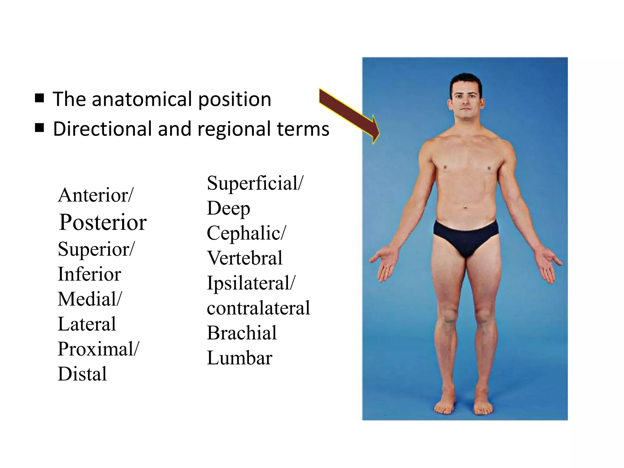  The anatomical position
 Directional and regional terms
Anterior/
Posterior
Superior/
Inferior
Medial/
Lateral
Proximal/
Distal
Superficial/
Deep
Cephalic/
Vertebral
Ipsilateral/
contralateral
Brachial
Lumbar
 