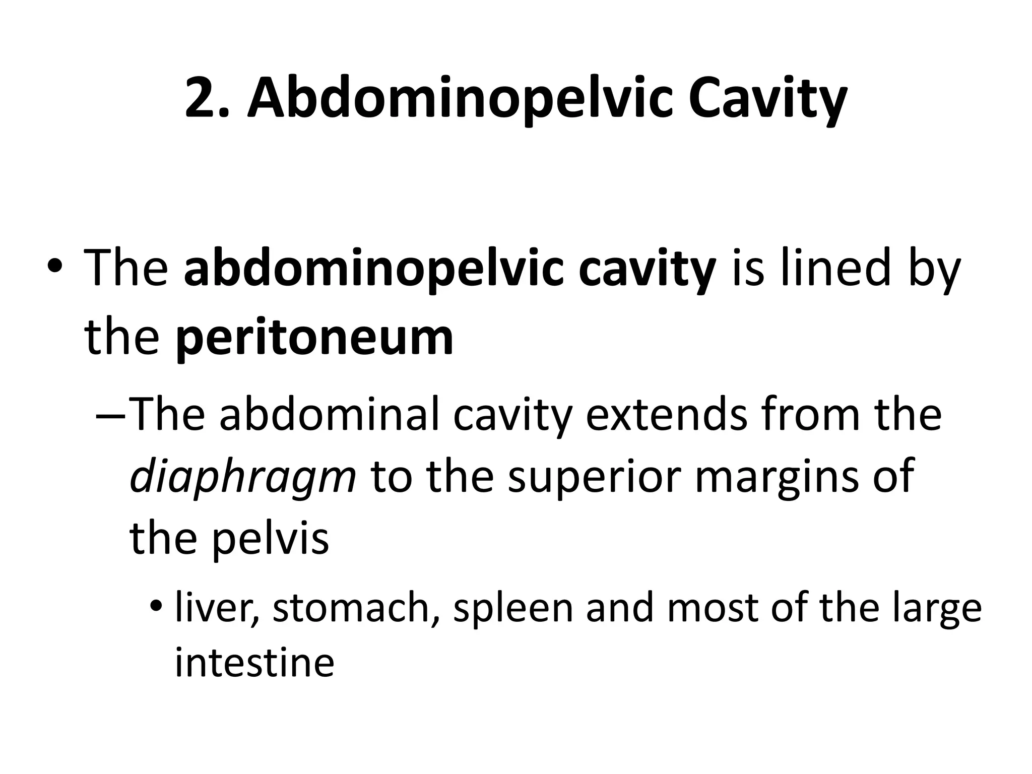 2. Abdominopelvic Cavity
• The abdominopelvic cavity is lined by
the peritoneum
–The abdominal cavity extends from the
diaphragm to the superior margins of
the pelvis
• liver, stomach, spleen and most of the large
intestine
 