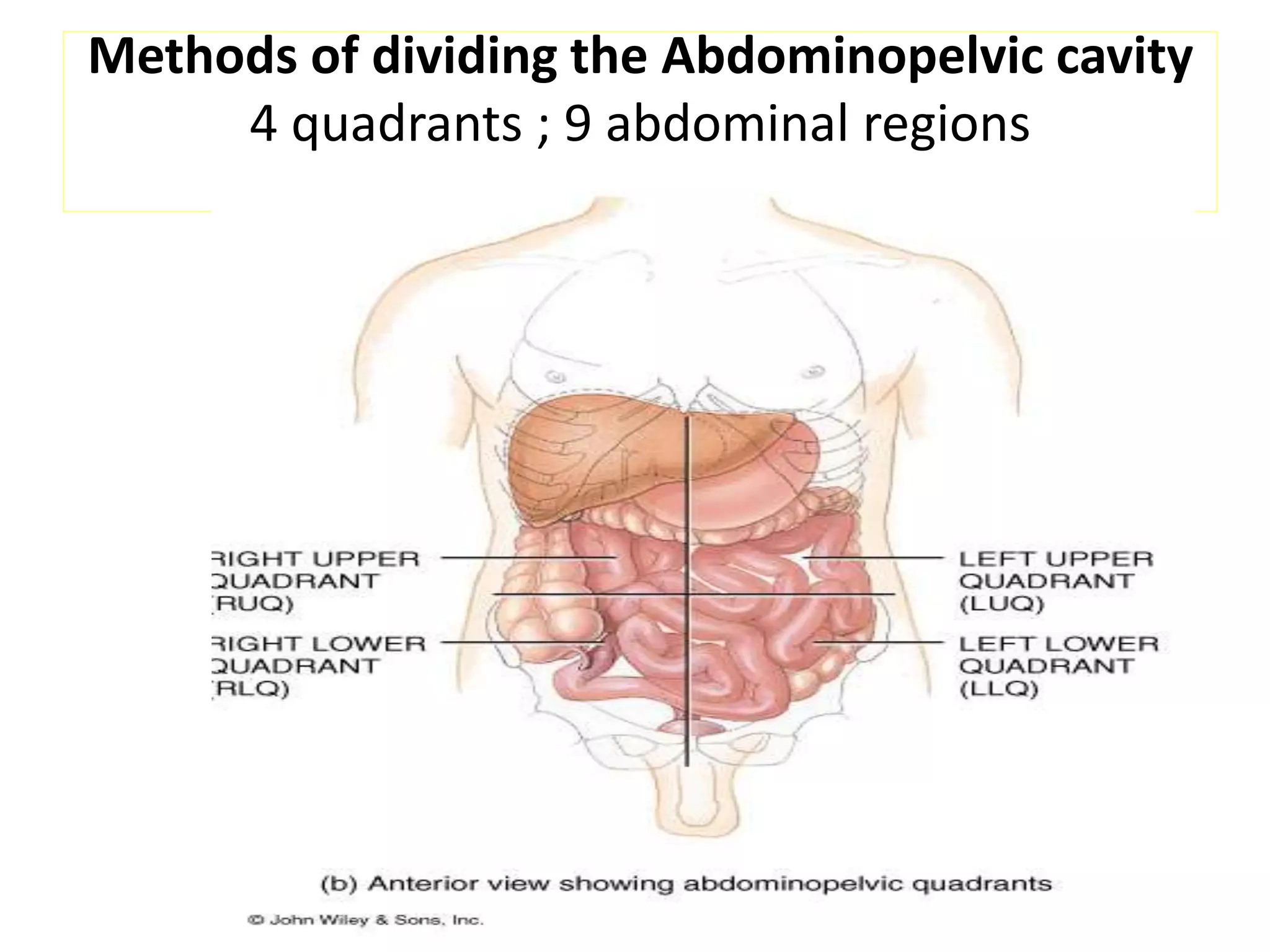 Methods of dividing the Abdominopelvic cavity
4 quadrants ; 9 abdominal regions
 