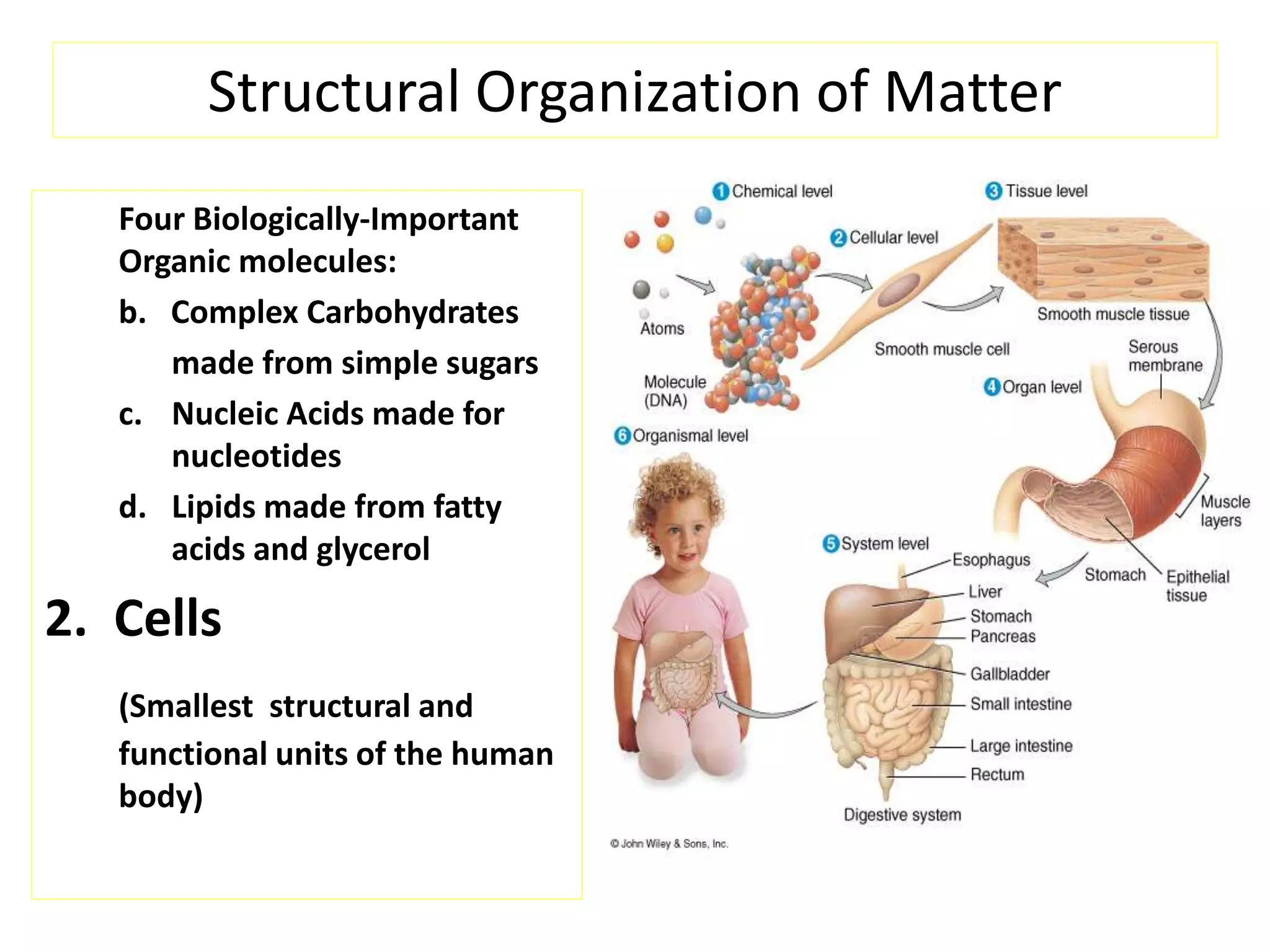 Structural Organization of Matter
Four Biologically-Important
Organic molecules:
b. Complex Carbohydrates
made from simple sugars
c. Nucleic Acids made for
nucleotides
d. Lipids made from fatty
acids and glycerol
2. Cells
(Smallest structural and
functional units of the human
body)
 