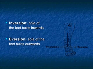 Inversion Leg Example Anatomy terms & skeletal system | PPT