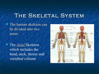 Anatomy terms & skeletal system | PPT