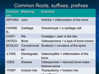 Anatomy terms & skeletal system | PPT