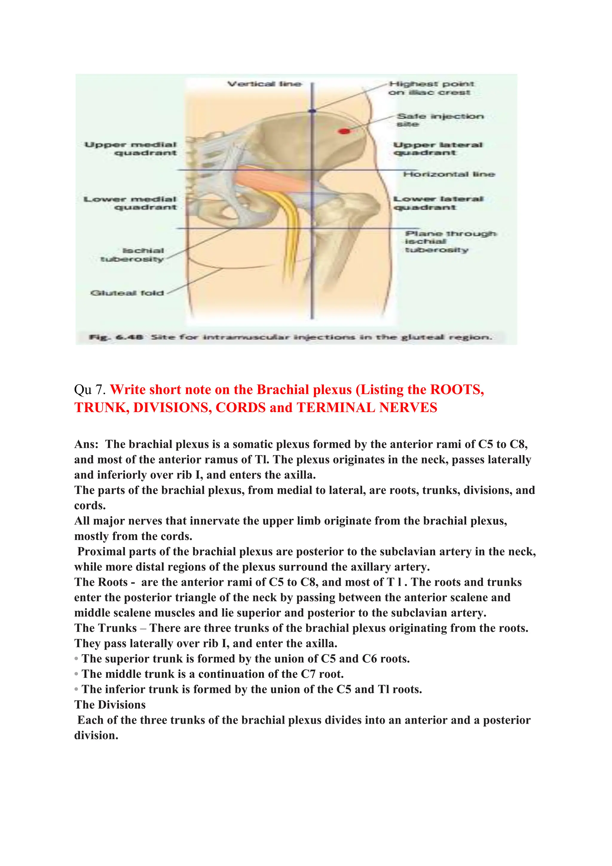 ANATOMY TEST QUESTIONS FOR UPPER AND LOWER LIMB - Copy.docx