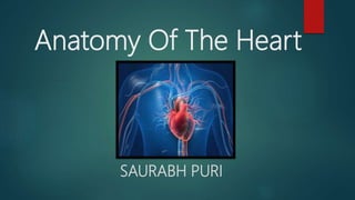 Anatomy Of The Heart
SAURABH PURI
 