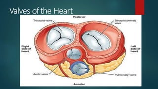 Anatomy of the Heart | PPTX