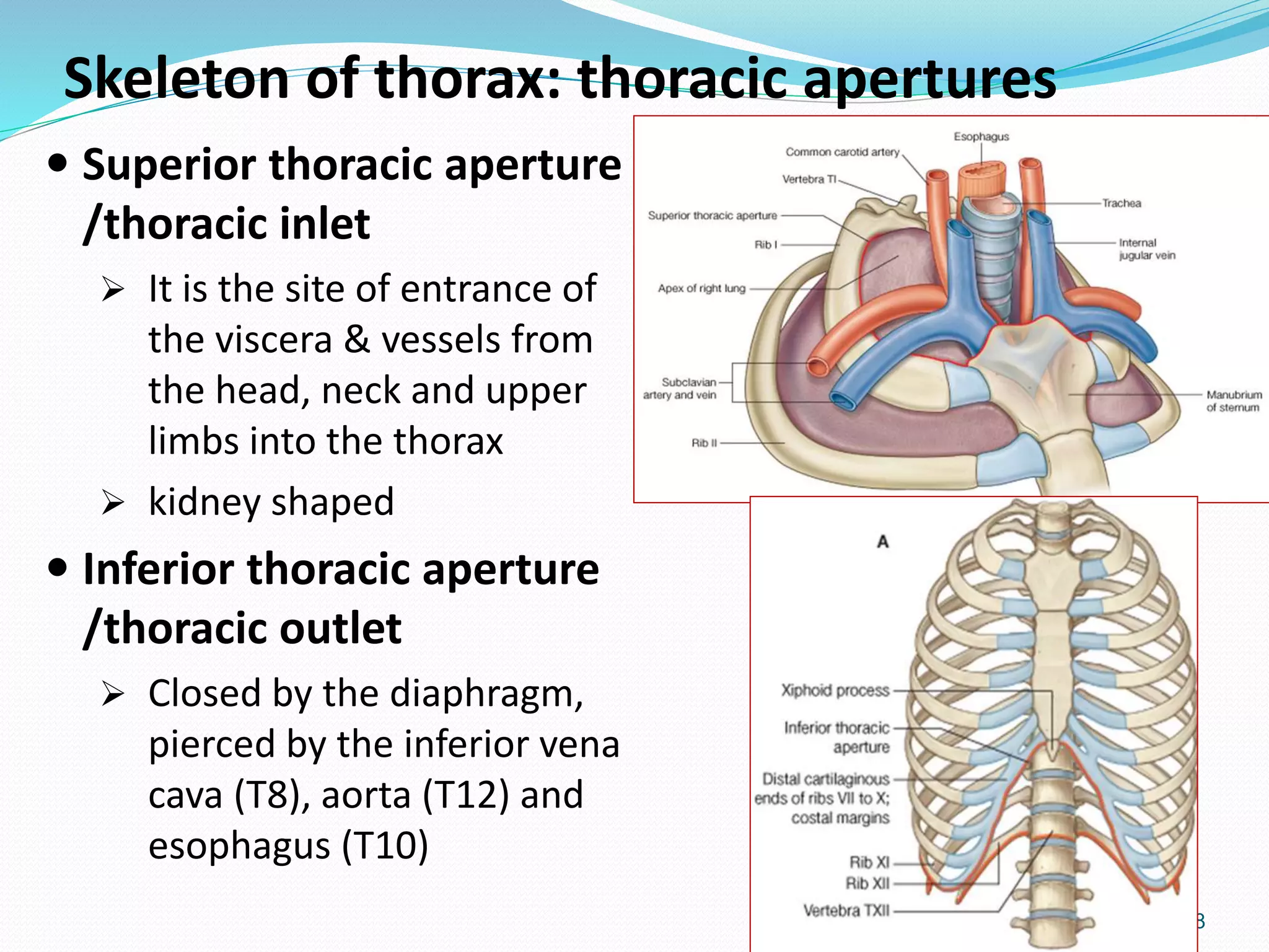 Anatomy thorax | PPTX