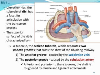 Tuberculum Rib Bone Anatomy thorax | PPTX