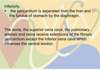 Inferiorly,
 the pericardium is seperated from the liver and
   the fundus of stomach by the diaphragm.


The aorta, the superior vena cava, the pulmonary
arteries and veins receive extensions of the fibrous
pericardium except the inferior vena cava which
traverses the central tendon.
 