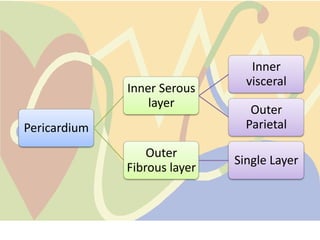 Inner
                                visceral
              Inner Serous
                  layer
                                 Outer
Pericardium                     Parietal

                  Outer
                              Single Layer
              Fibrous layer
 