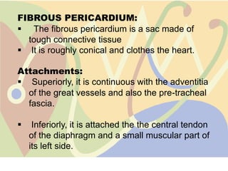 FIBROUS PERICARDIUM:
 The fibrous pericardium is a sac made of
  tough connective tissue
 It is roughly conical and clothes the heart.

Attachments:
 Superiorly, it is continuous with the adventitia
  of the great vessels and also the pre-tracheal
  fascia.

    Inferiorly, it is attached the the central tendon
    of the diaphragm and a small muscular part of
    its left side.
 