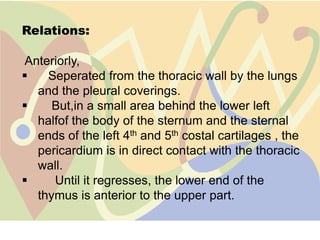 Relations:

Anteriorly,
   Seperated from the thoracic wall by the lungs
  and the pleural coverings.
    But,in a small area behind the lower left
  halfof the body of the sternum and the sternal
  ends of the left 4th and 5th costal cartilages , the
  pericardium is in direct contact with the thoracic
  wall.
    Until it regresses, the lower end of the
  thymus is anterior to the upper part.
 
