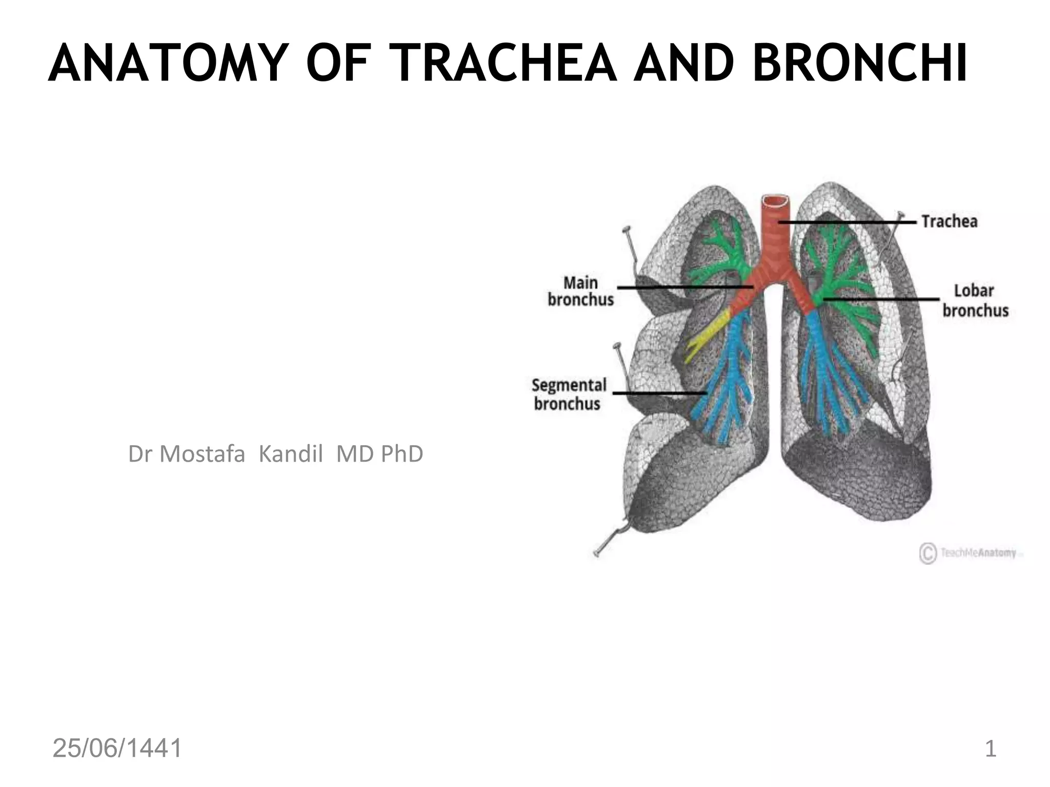 Anatomy trachea & bronchi l4 dr kandil PPT