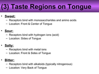 (3) Taste Regions on Tongue
• Sweet:
– Receptors bind with monosaccharides and amino acids
– Location: Front & Center of Tongue
• Sour:
– Receptors bind with hydrogen ions (acid)
– Location: Sides of Tongue
• Salty:
– Receptors bind with metal ions
– Location: Front & Sides of Tongue
• Bitter:
– Receptors bind with alkaloids (typically nitrogenous)
– Location: Very Back of Tongue