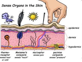 Anatomy Unit 1 Notes: Taste, Touch & Smell