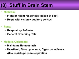 Anatomy Unit 1 Notes: The Brain | PPT
