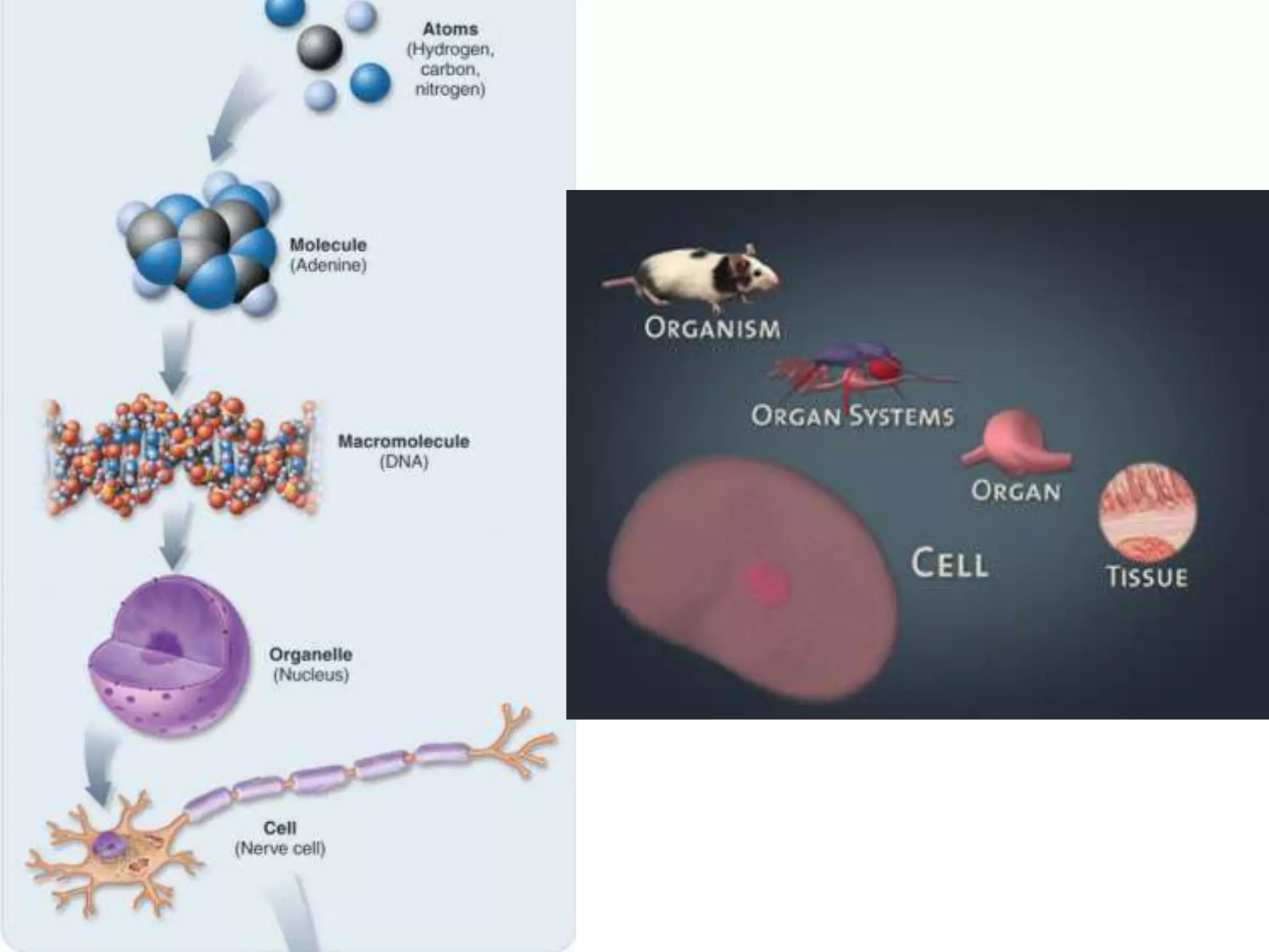 Anatomy unit 1 introduction organ system and organization notes | PPT