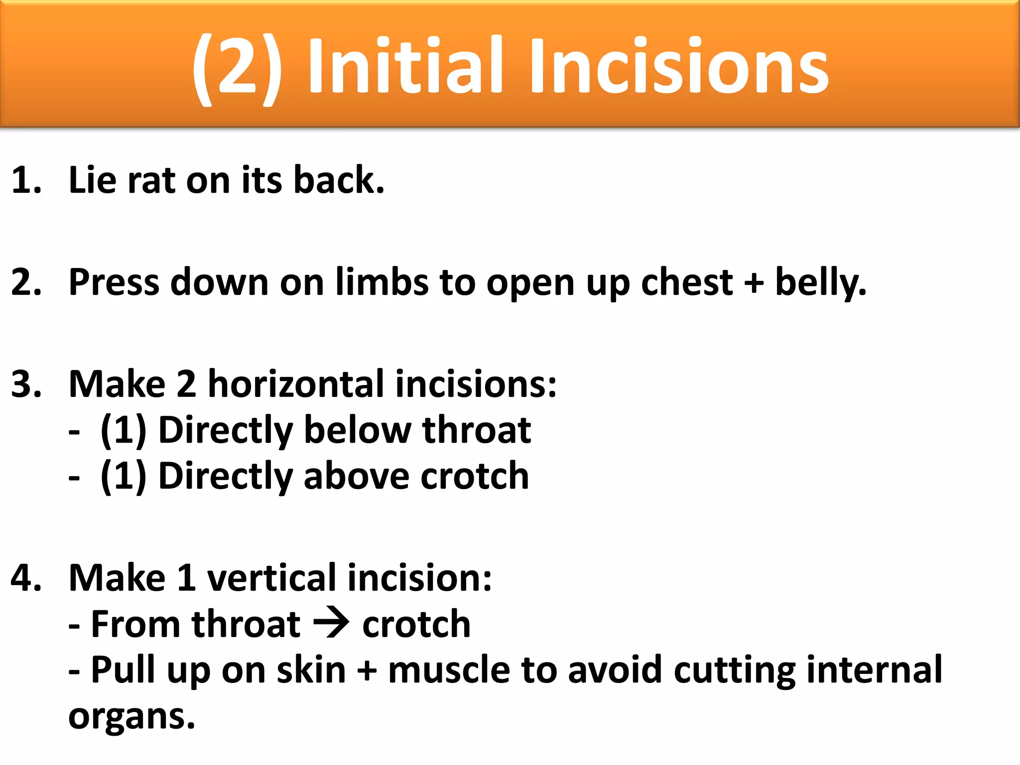Anatomy: Unit 1 Introduction--Rat Dissection | PPTX