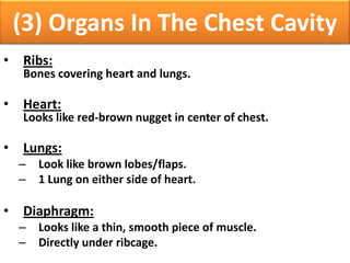 (3) Organs In The Chest Cavity
• Ribs:
Bones covering heart and lungs.
• Heart:
Looks like red-brown nugget in center of chest.
• Lungs:
– Look like brown lobes/flaps.
– 1 Lung on either side of heart.
• Diaphragm:
– Looks like a thin, smooth piece of muscle.
– Directly under ribcage.
 