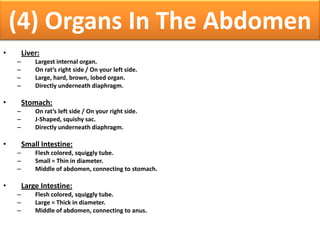 (4) Organs In The Abdomen
• Liver:
– Largest internal organ.
– On rat’s right side / On your left side.
– Large, hard, brown, lobed organ.
– Directly underneath diaphragm.
• Stomach:
– On rat’s left side / On your right side.
– J-Shaped, squishy sac.
– Directly underneath diaphragm.
• Small Intestine:
– Flesh colored, squiggly tube.
– Small = Thin in diameter.
– Middle of abdomen, connecting to stomach.
• Large Intestine:
– Flesh colored, squiggly tube.
– Large = Thick in diameter.
– Middle of abdomen, connecting to anus.
 