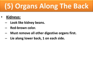 (5) Organs Along The Back
• Kidneys:
– Look like kidney beans.
– Red-brown color.
– Must remove all other digestive organs first.
– Lie along lower back, 1 on each side.
 