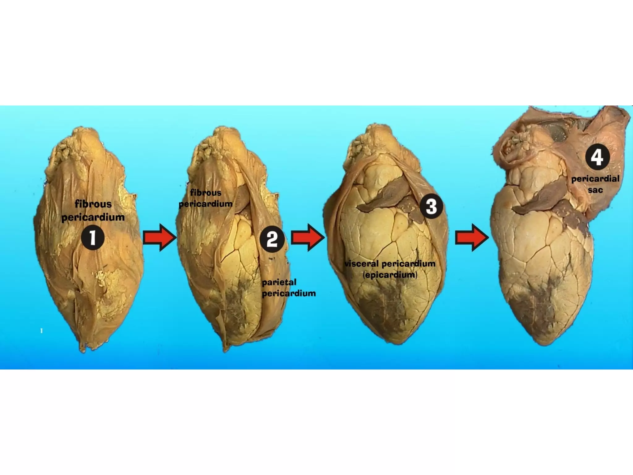 HEART ANATOMY FUNCTION visual data 2