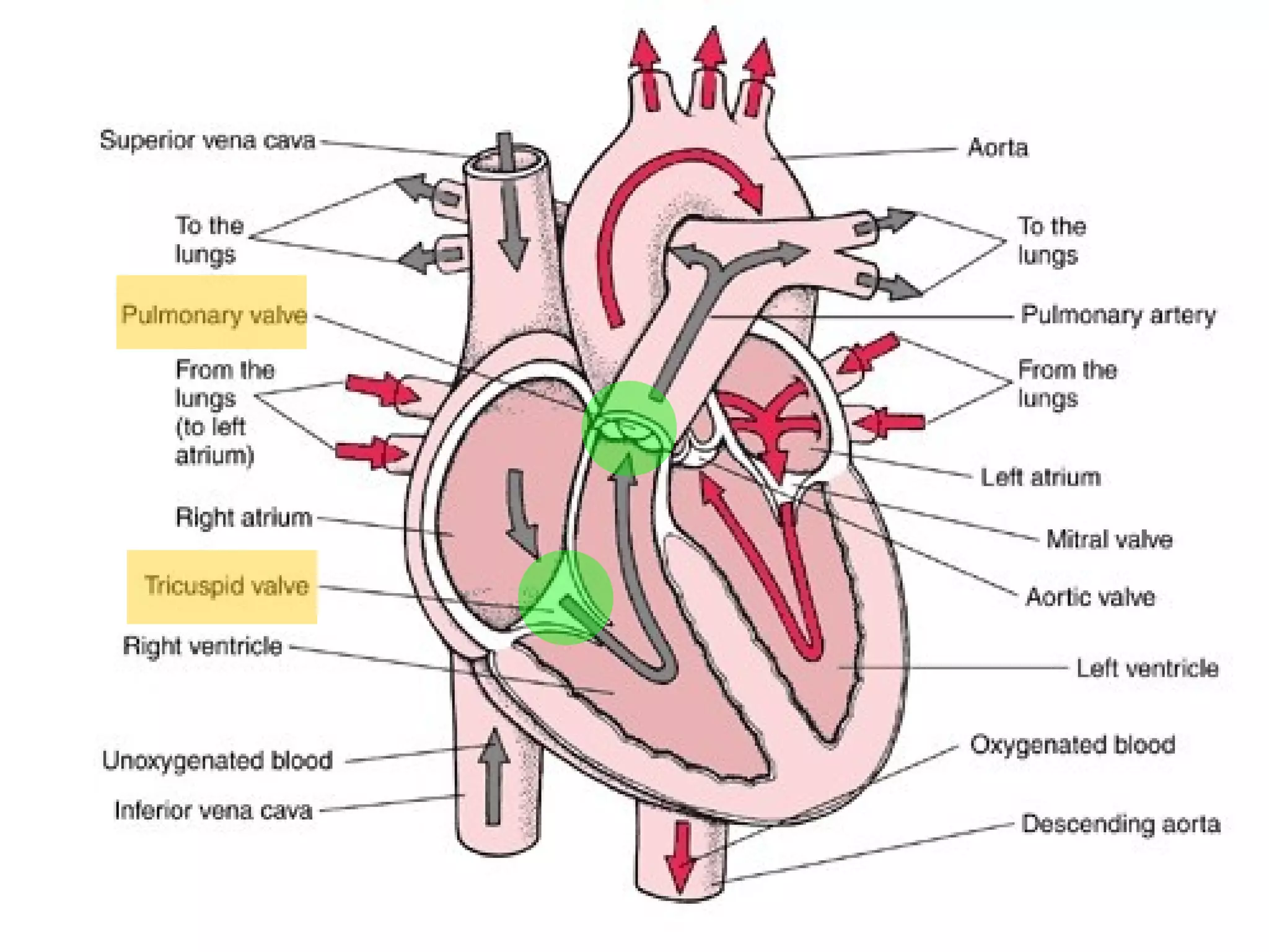 HEART ANATOMY FUNCTION visual data 3