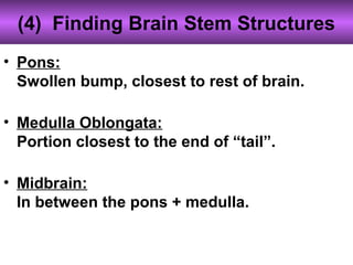 (4) Finding Brain Stem Structures
• Pons:
Swollen bump, closest to rest of brain.
• Medulla Oblongata:
Portion closest to the end of “tail”.
• Midbrain:
In between the pons + medulla.