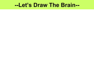 --Let’s Draw The Brain--