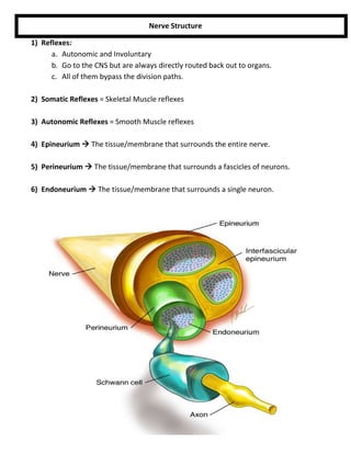 Anatomy unit 2 nervous system everything you need to know and drill ...