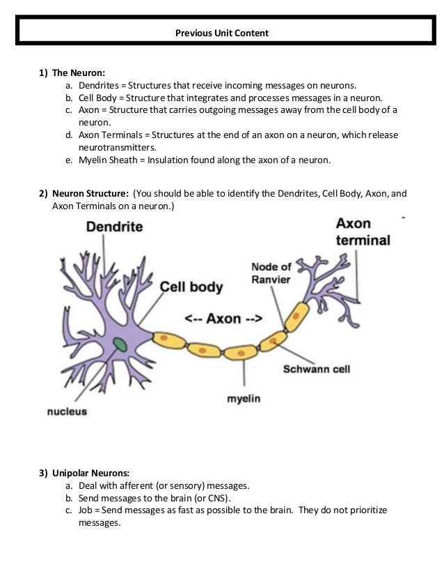 Anatomy Of A Cell Quiz Anatomy Drawing Diagram