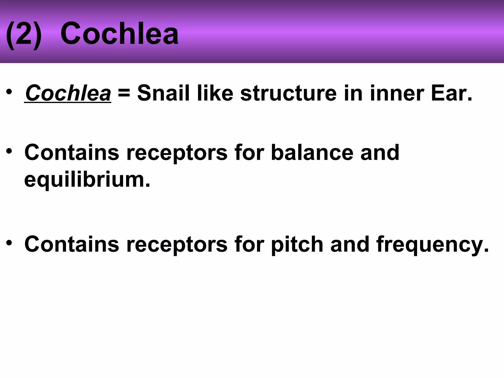 (2) Cochlea
• Cochlea = Snail like structure in inner Ear.
• Contains receptors for balance and
equilibrium.
• Contains receptors for pitch and frequency.
 