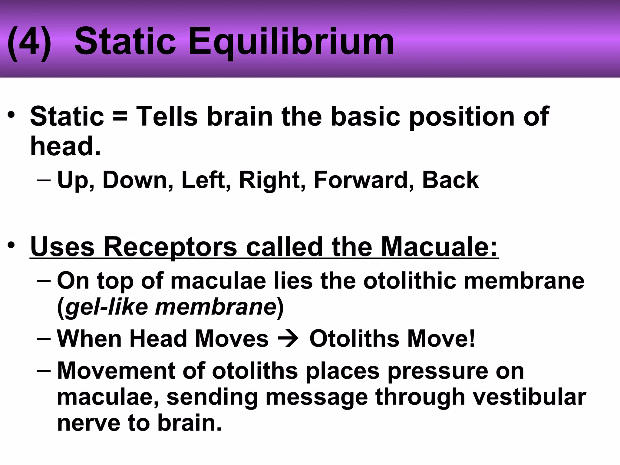 (4) Static Equilibrium
• Static = Tells brain the basic position of
head.
– Up, Down, Left, Right, Forward, Back
• Uses Receptors called the Macuale:
– On top of maculae lies the otolithic membrane
(gel-like membrane)
– When Head Moves  Otoliths Move!
– Movement of otoliths places pressure on
maculae, sending message through vestibular
nerve to brain.
 